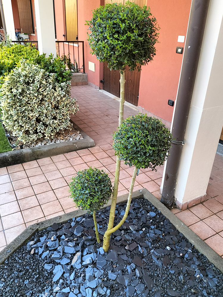 Messa a dimora di piante e arbusti