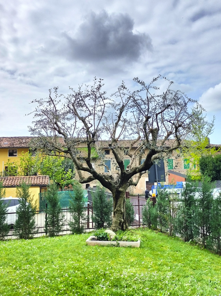 Potatura di albero da giardino
